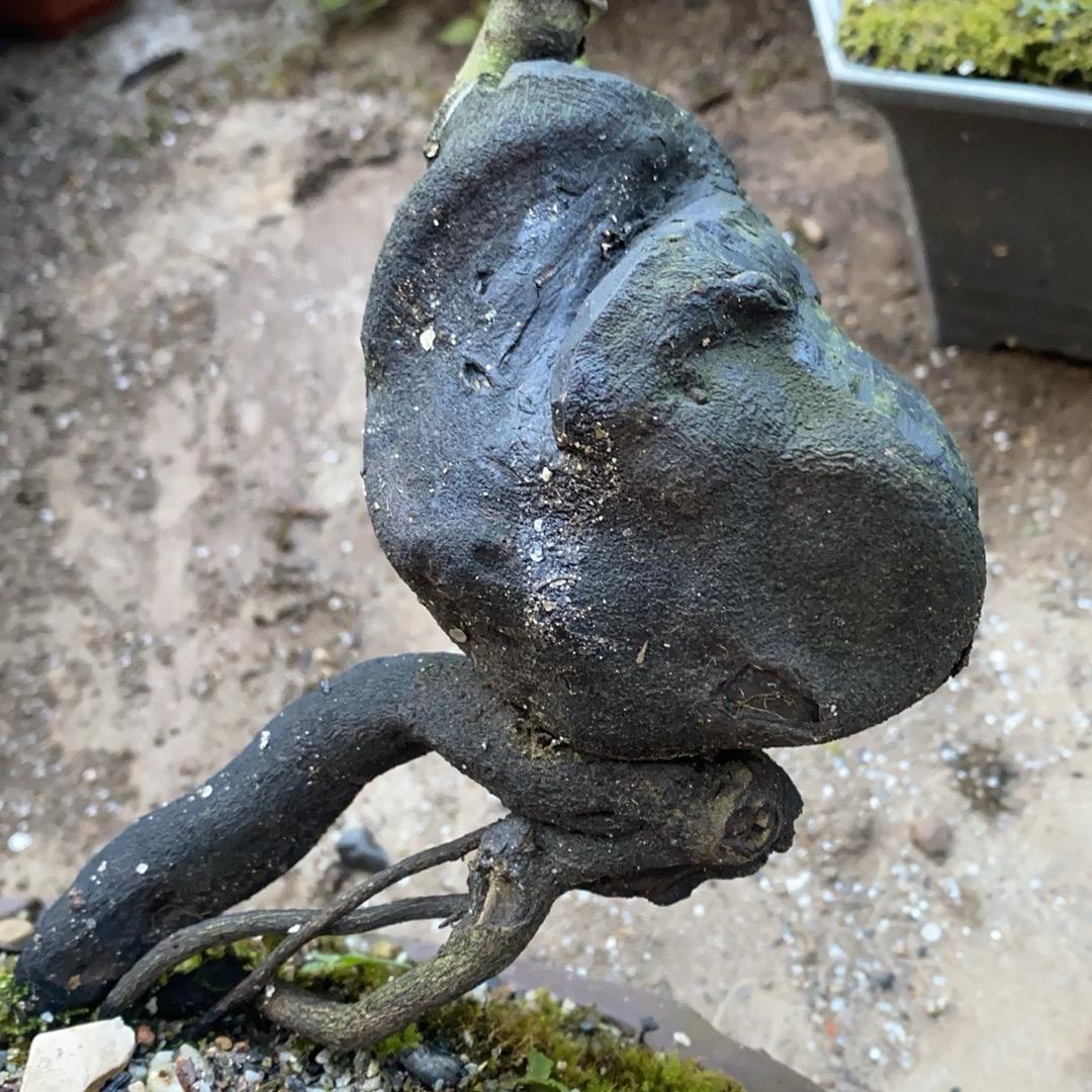 精品 金弹子盆景