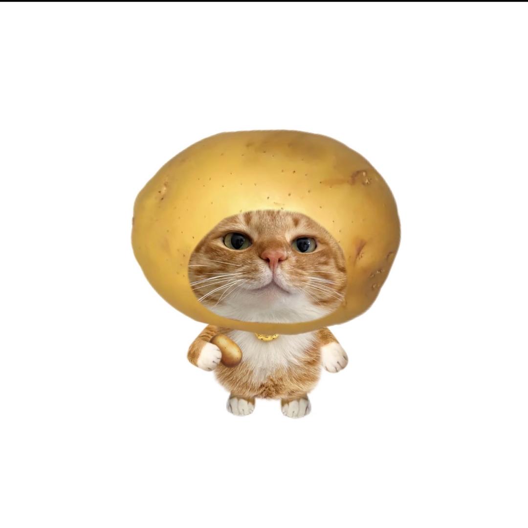 小鼠