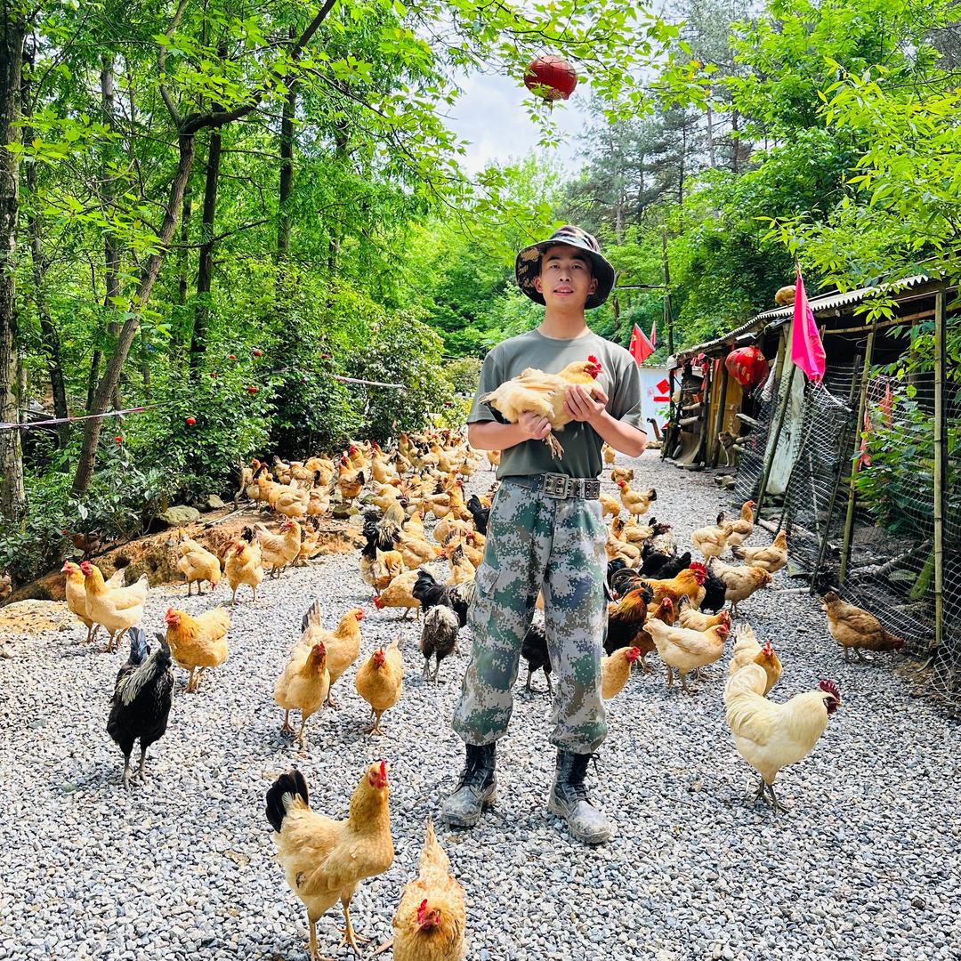 小张的养鸡生活