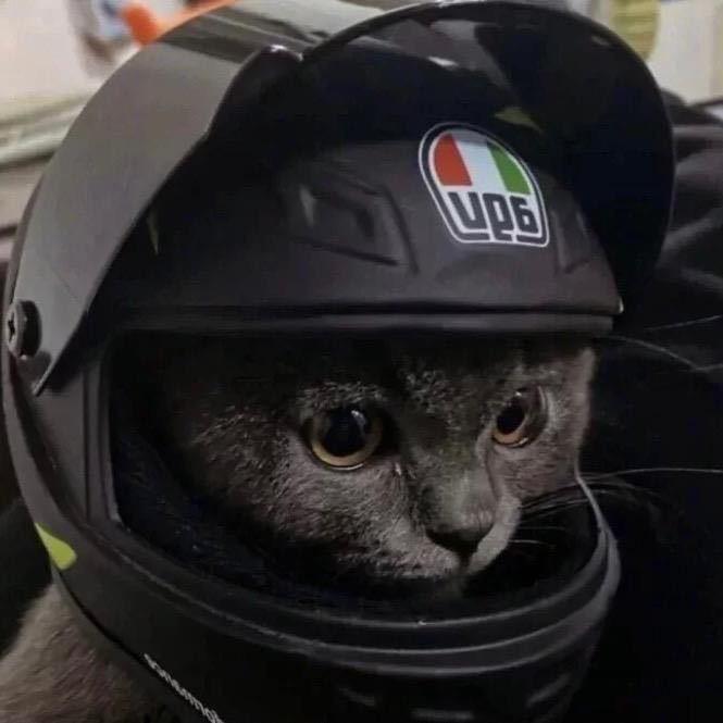 黑猫（三角洲）
