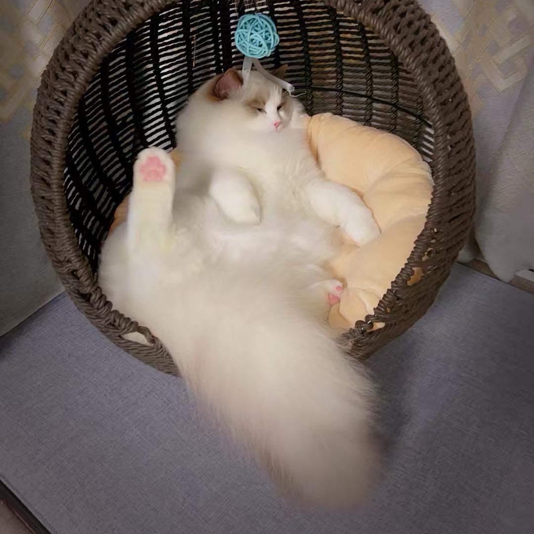 😺咪喵咪🐱