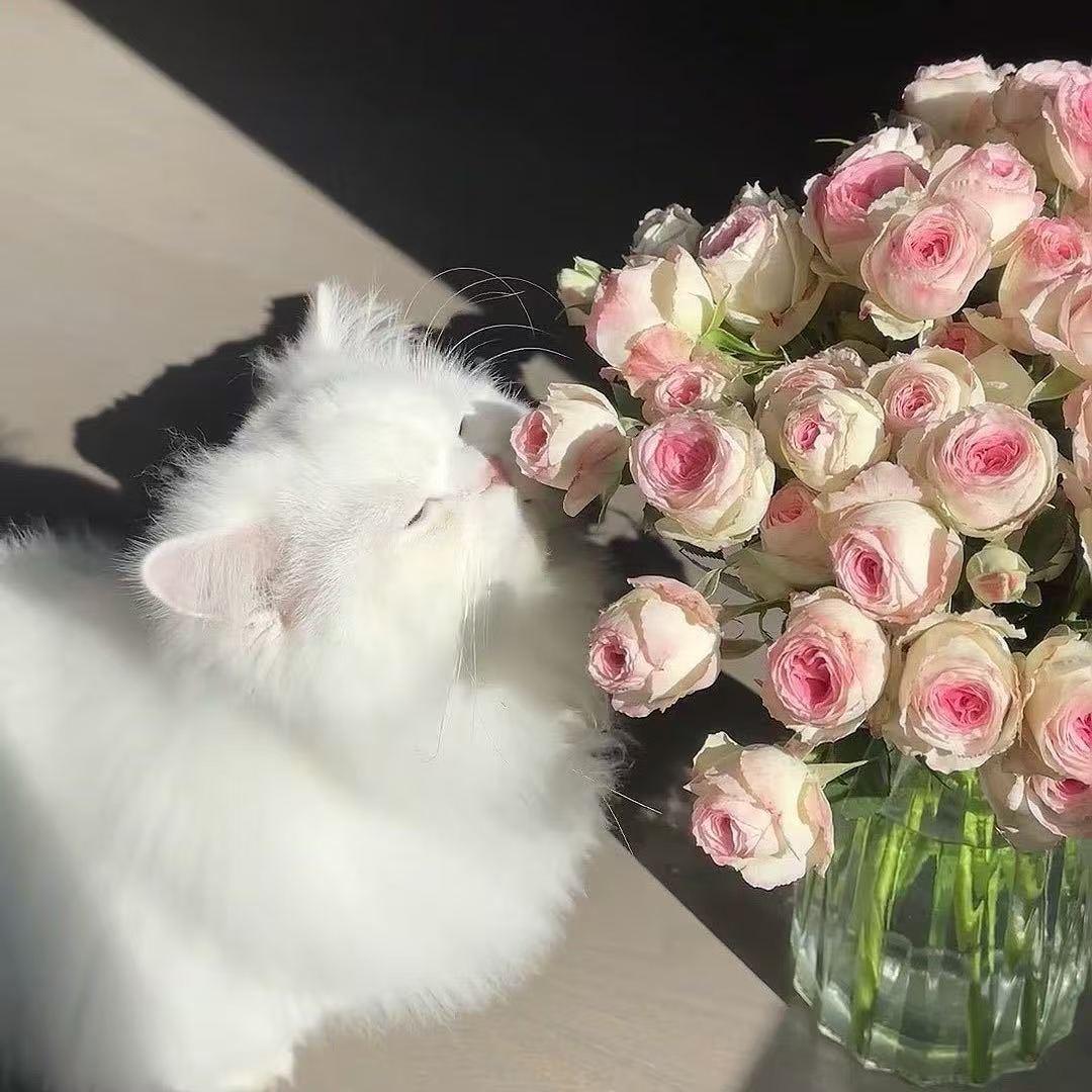 小甜甜优选家居