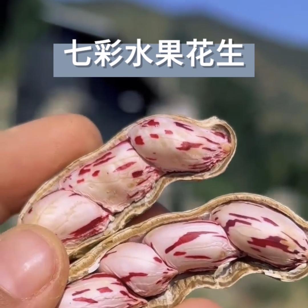 云果云食 七彩花生