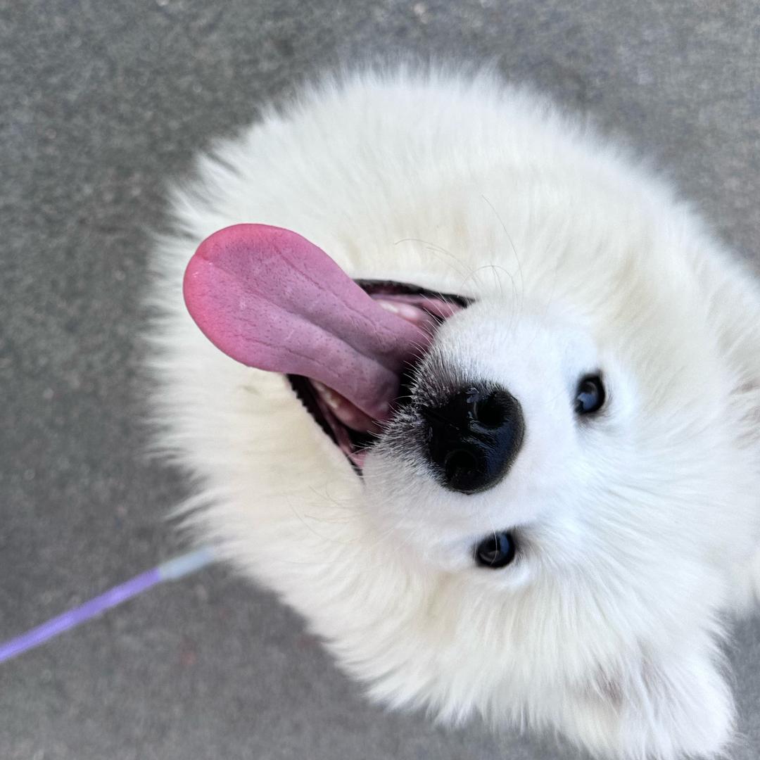 美鱼