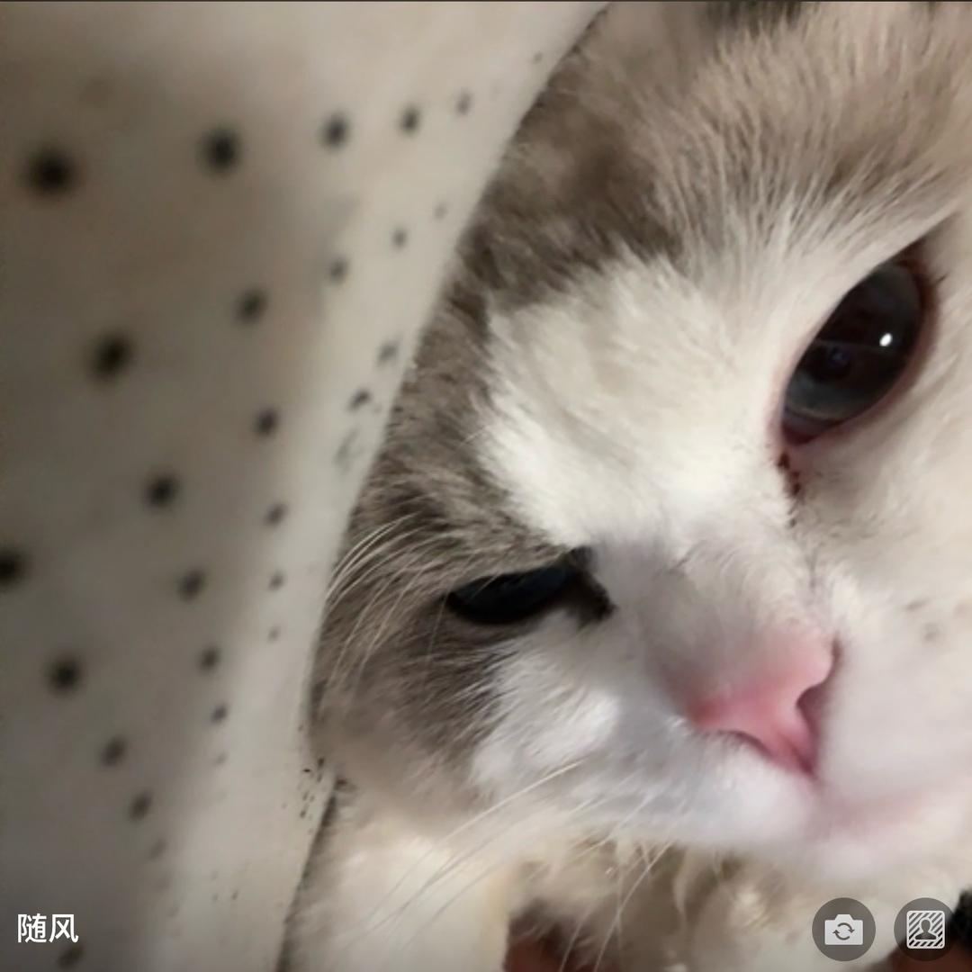 随风!(三角洲行动)