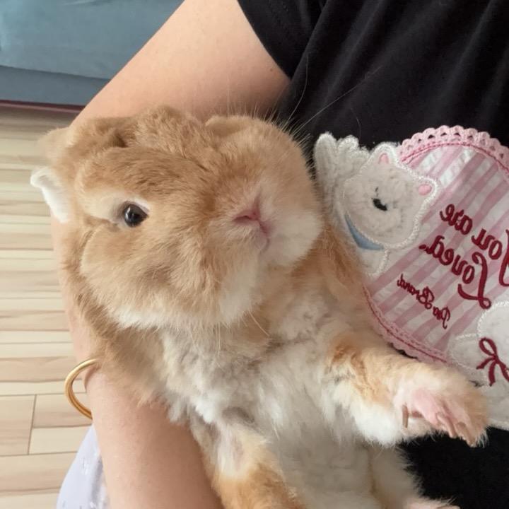 烦恼全吴橘橘🐰