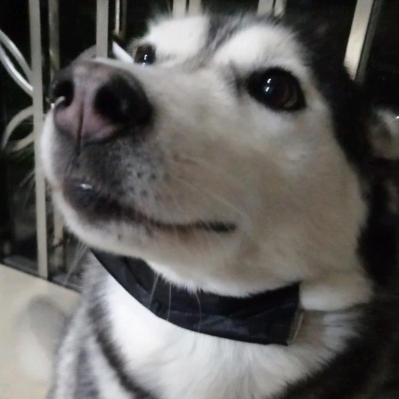 隔壁公司的傻狗