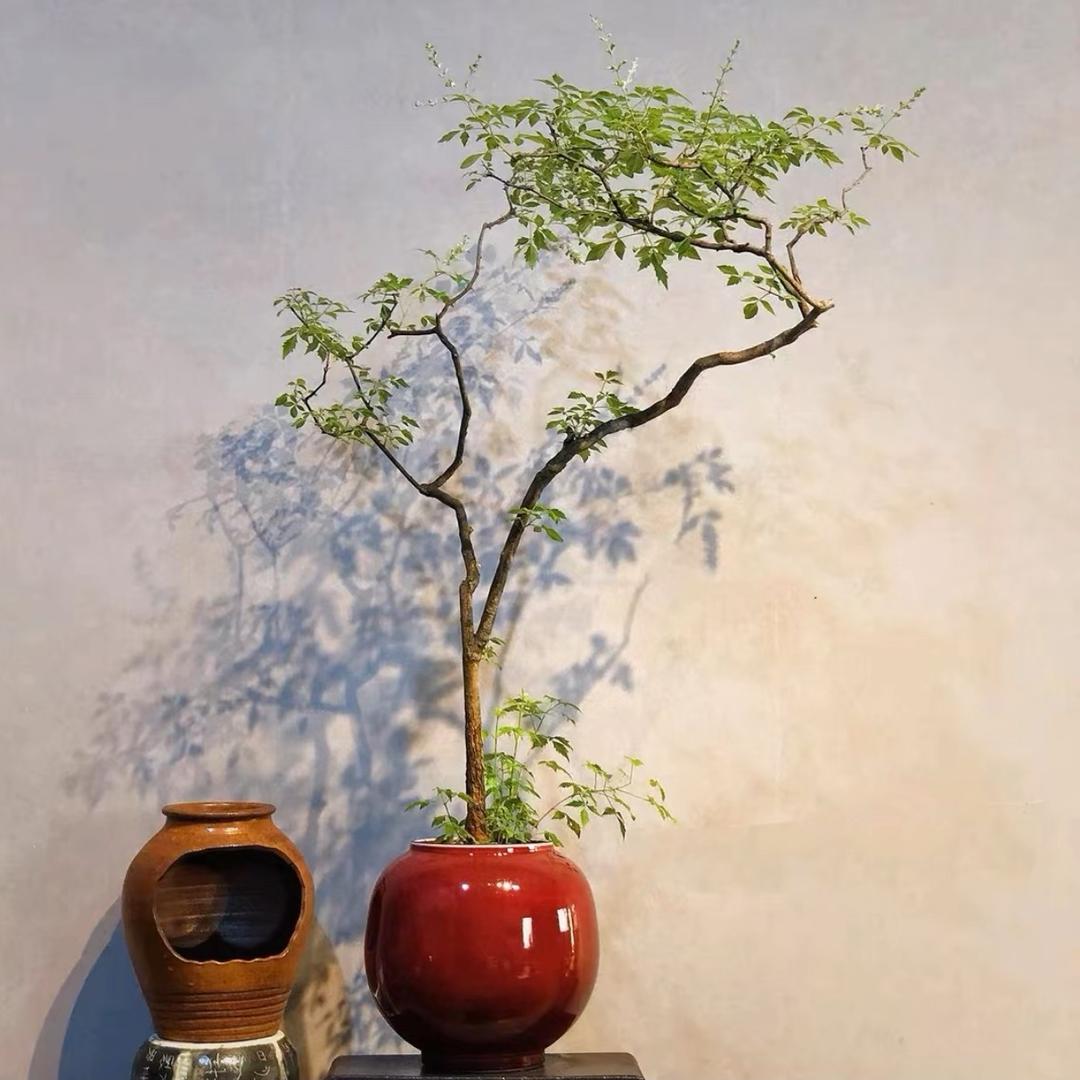盆景素材鹏【小叶黄荆】