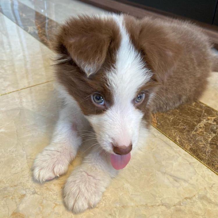 鱼仔是真的狗@抖音