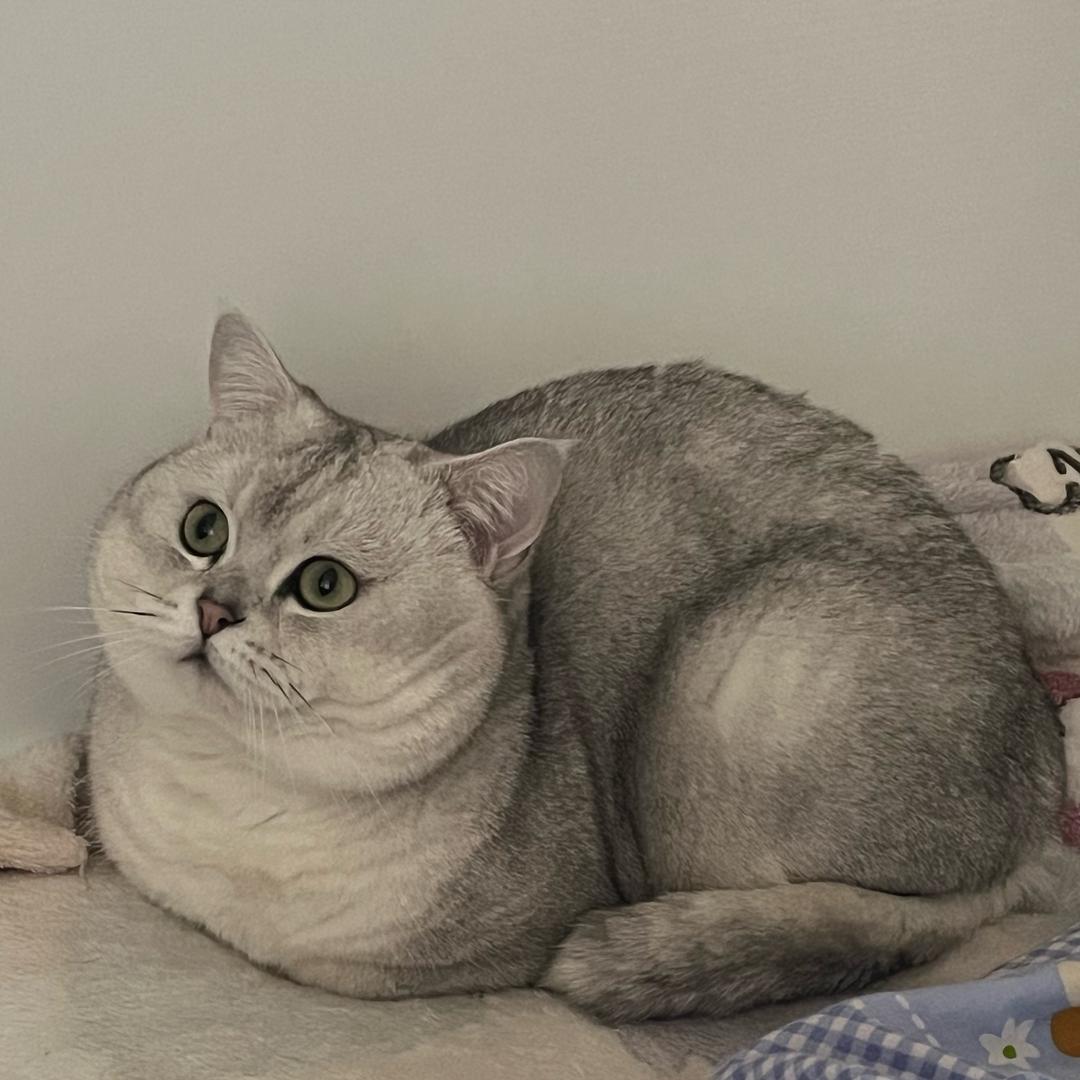 金小美有只爱宠