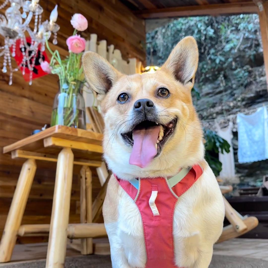 草莓味儿的奶盖