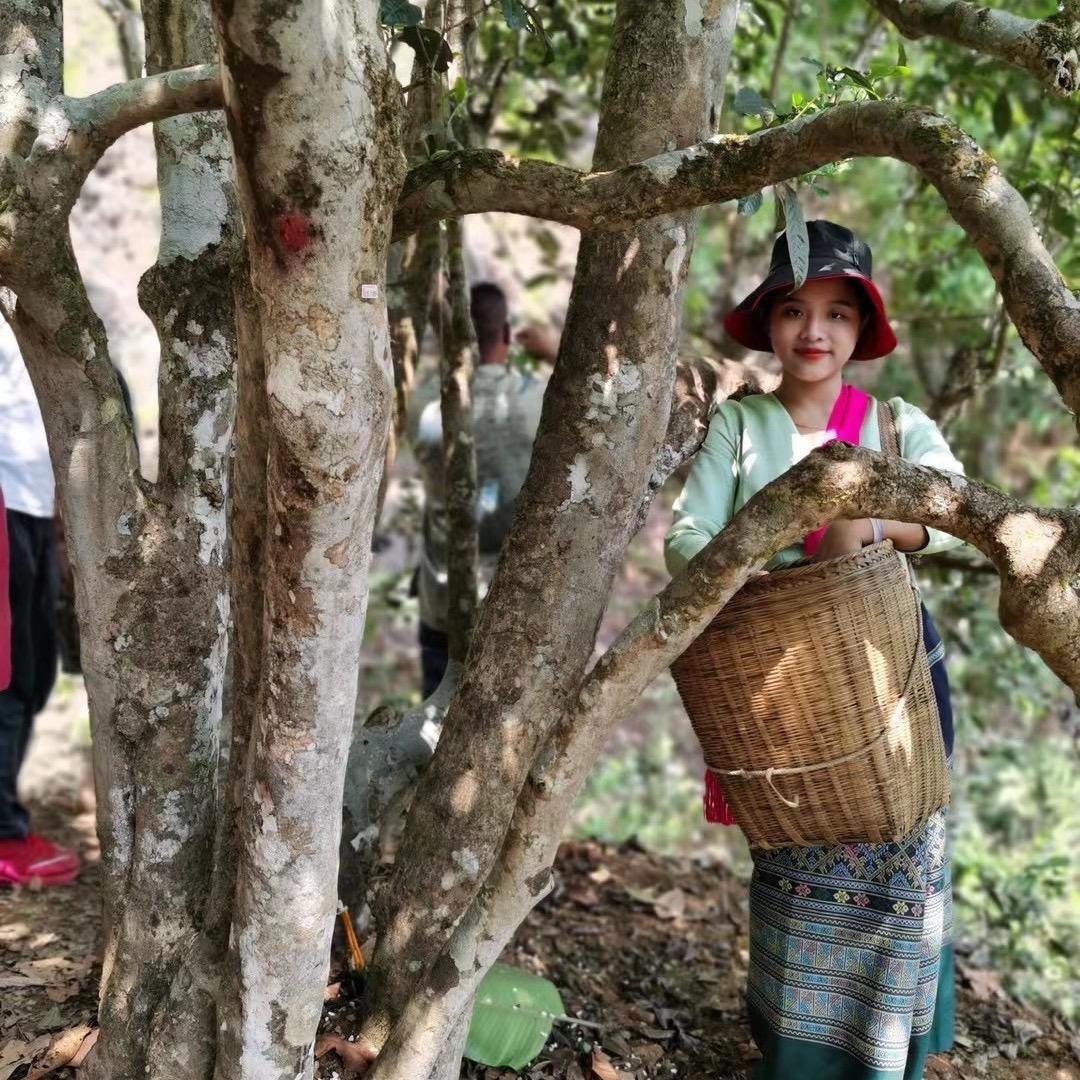 景迈山大寨70号·小玉