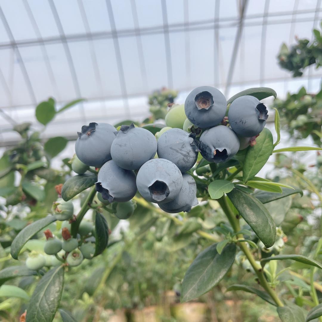 @澄江蓝莓