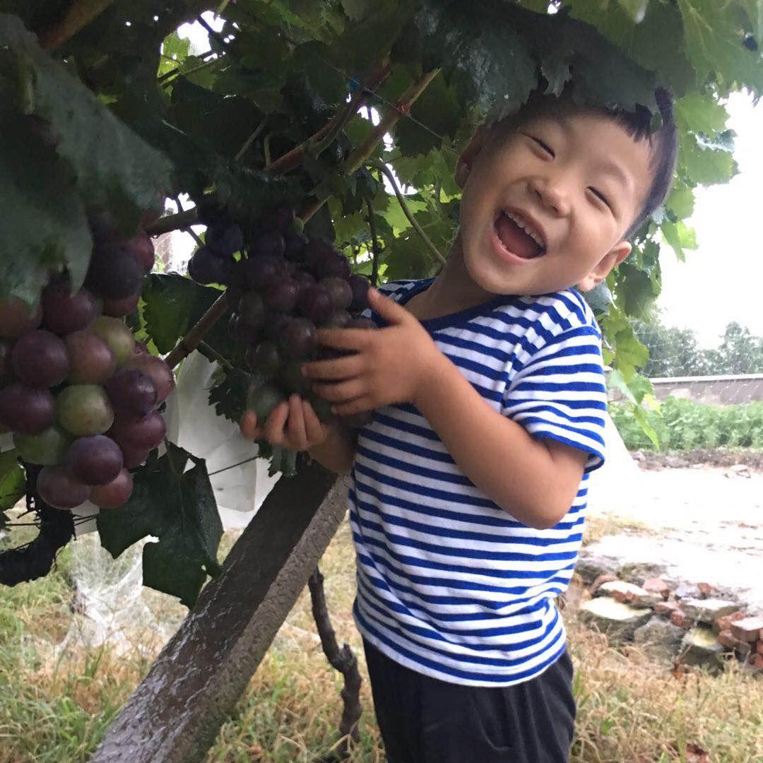 繁昌峨山鑫晨葡萄种植园