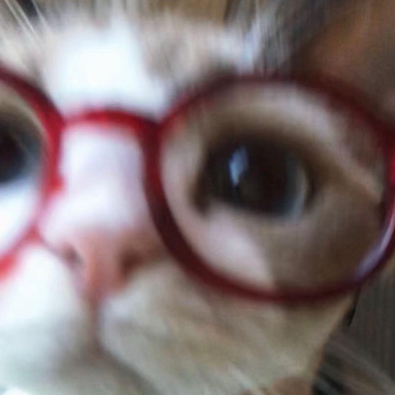流浪猫tt