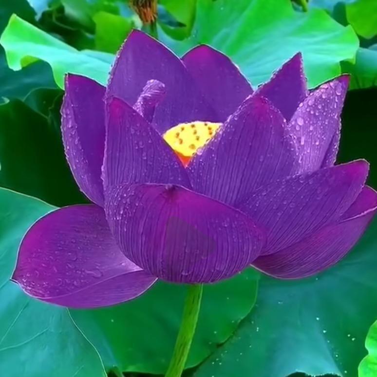 雪🌹(拒绝私聊)