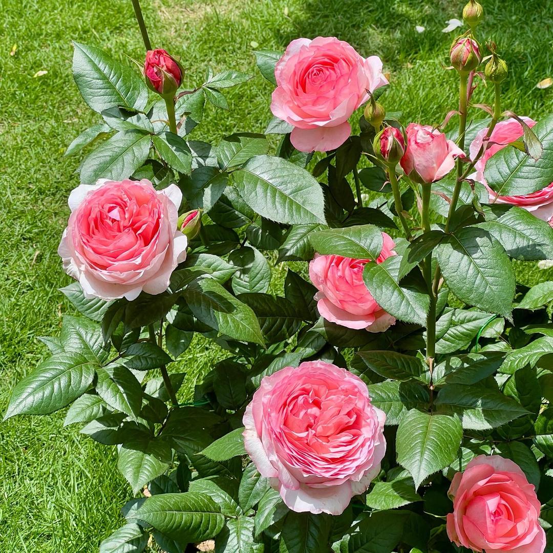 嚻靐龖龘齾爩龗嚻靐