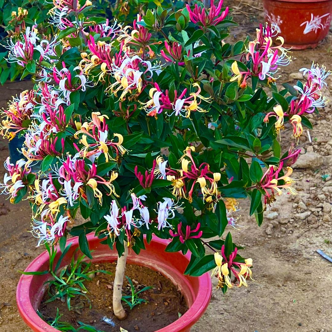 增艺发果树苗木专营店