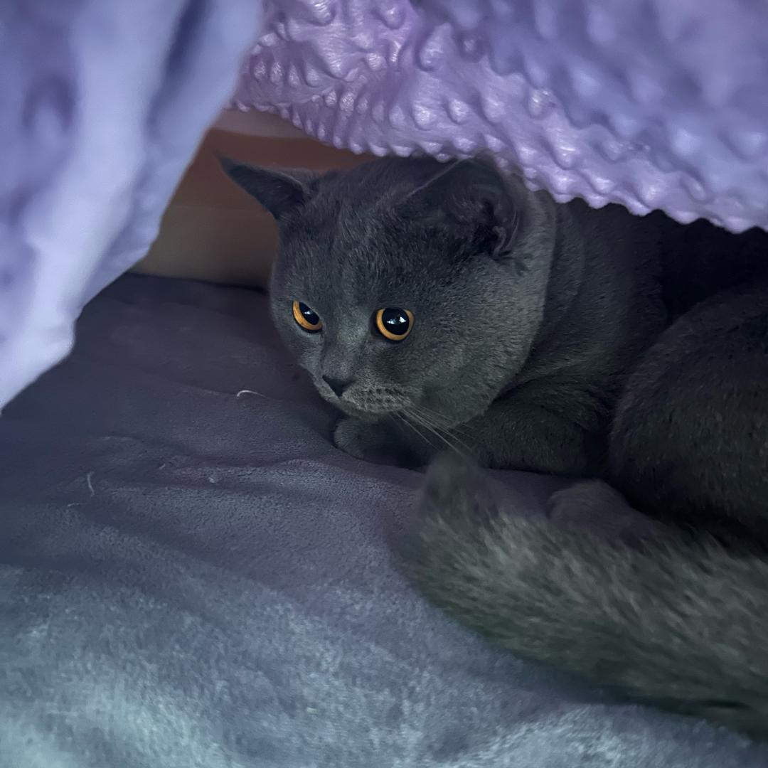 静