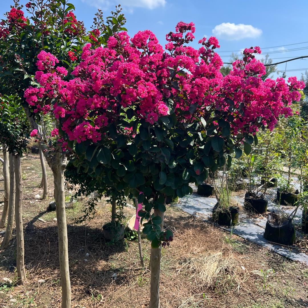 四季春紫微花小铺