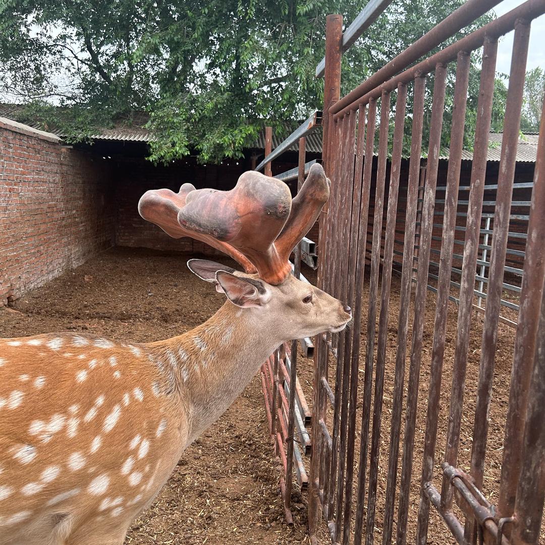 铭徳·鹿产品（专注品质）