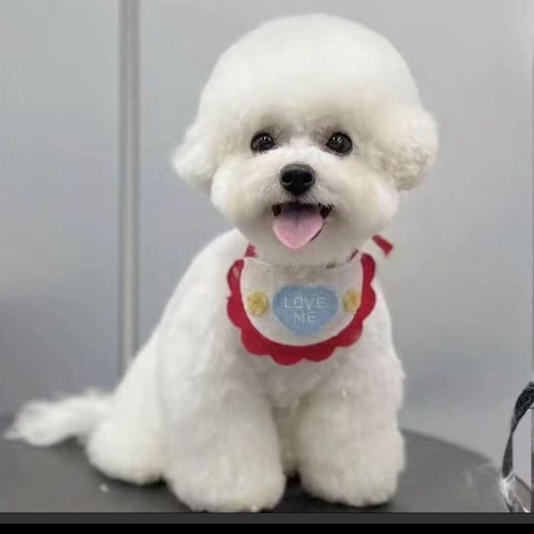 天哥带你看宠物