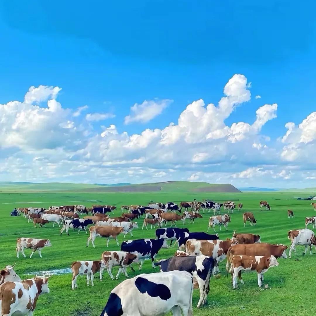 万邦浩丰肉业牛羊冻品批发