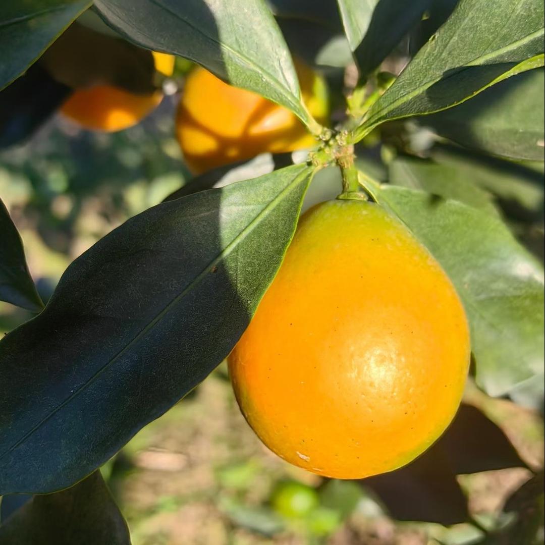 忧郁的小金桔🍊