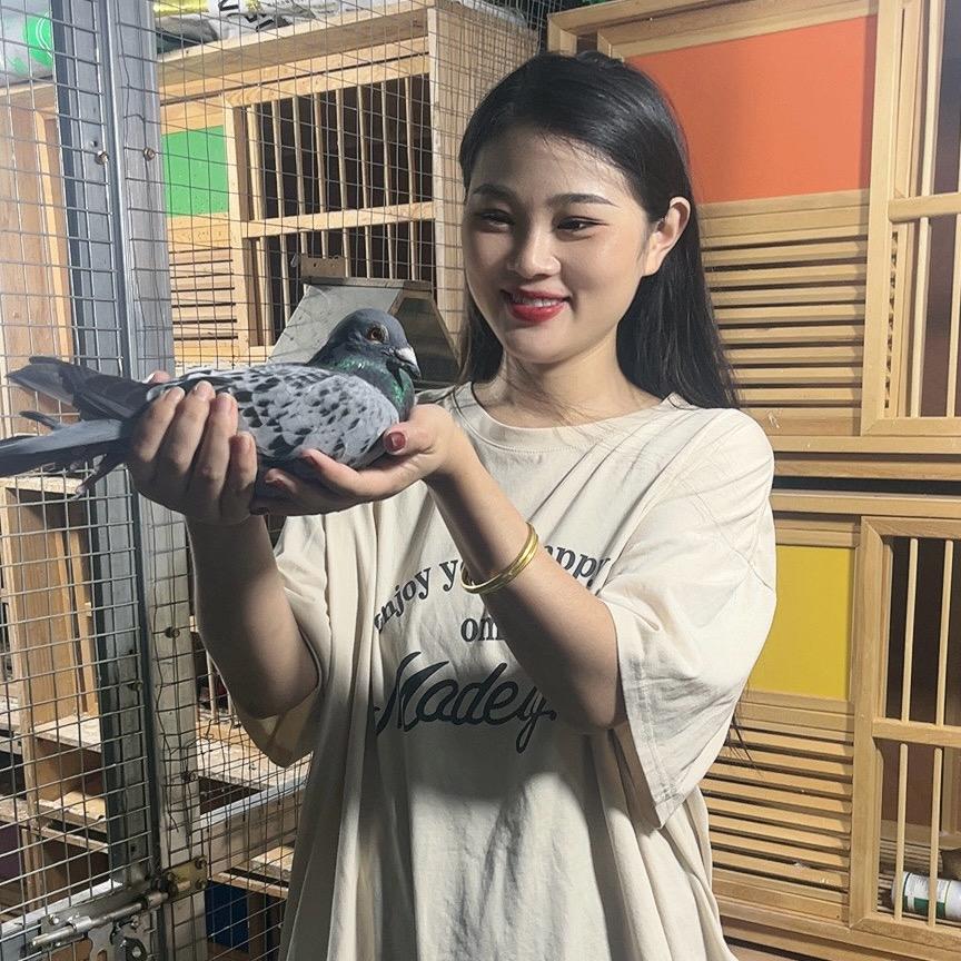 赛鸽陈小姐
