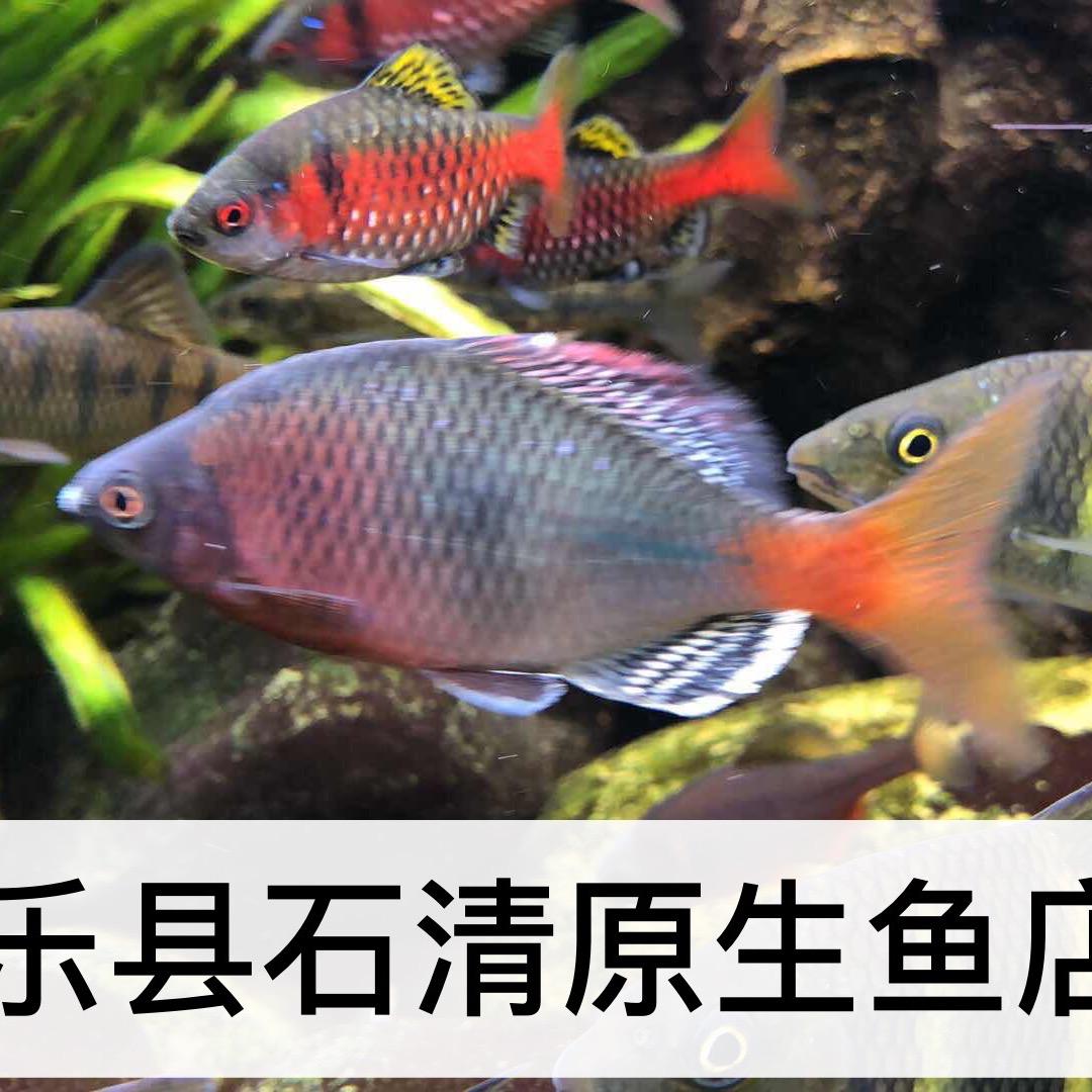 石清原生生态鱼