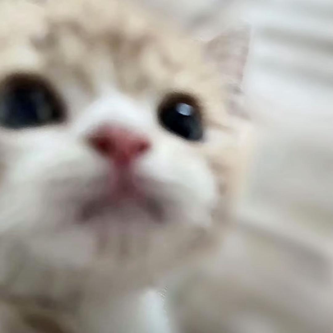 世界无敌超绝香菜味熊猫