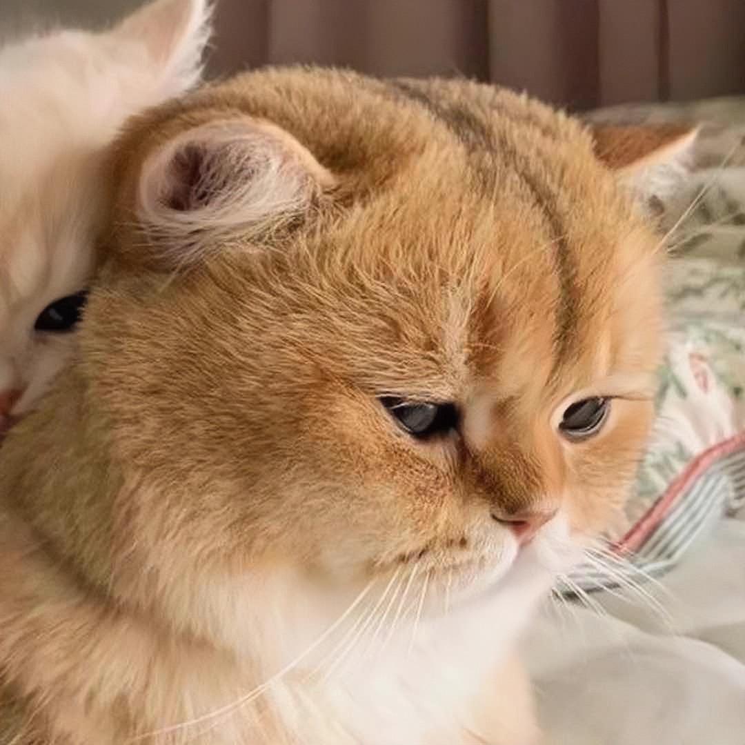 星星要眨眼