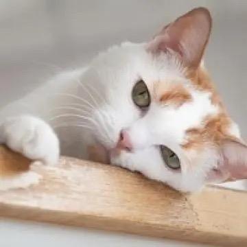 小周可能不是我