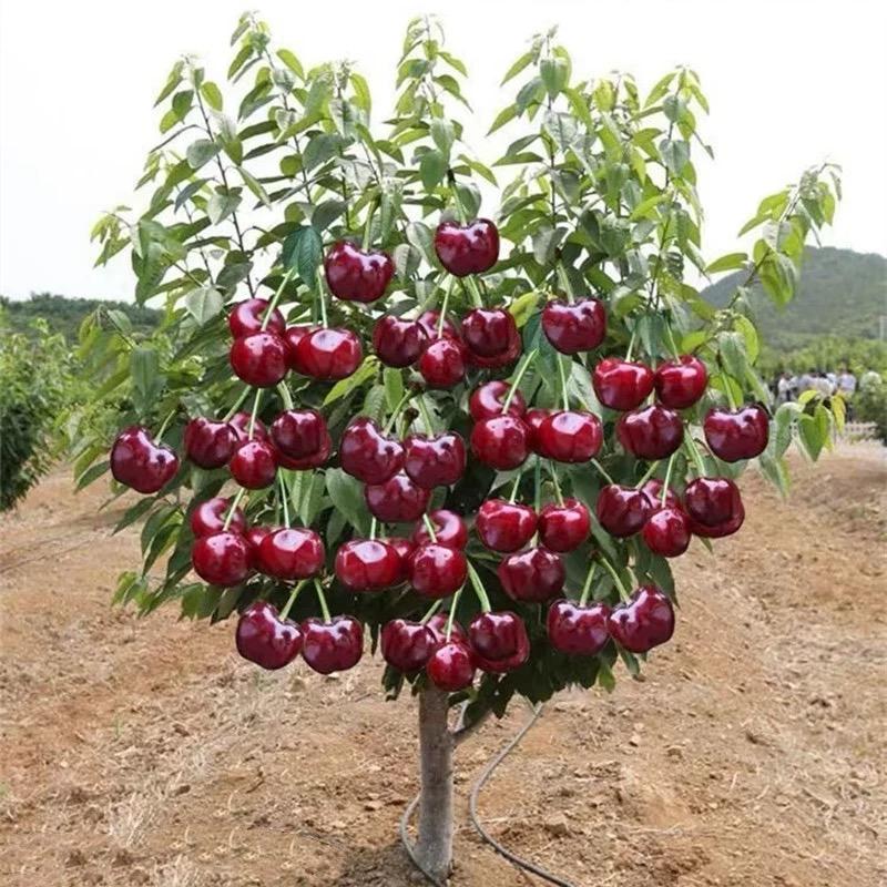 聚艺聚艺绿化专卖店