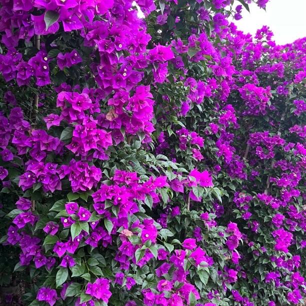 花与树花坞