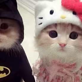 老子是甜妹             🪳