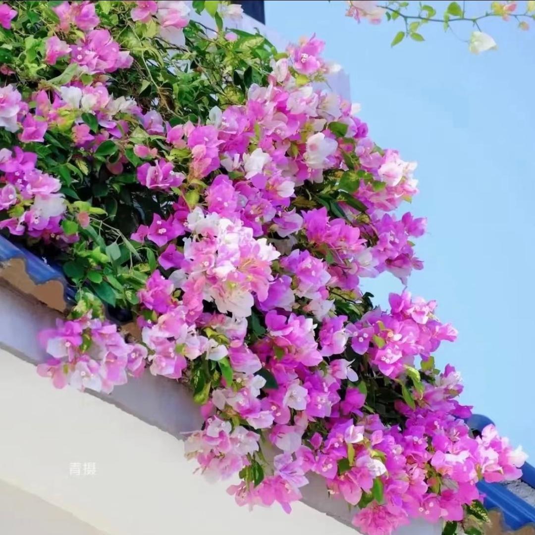 周兄弟种植园