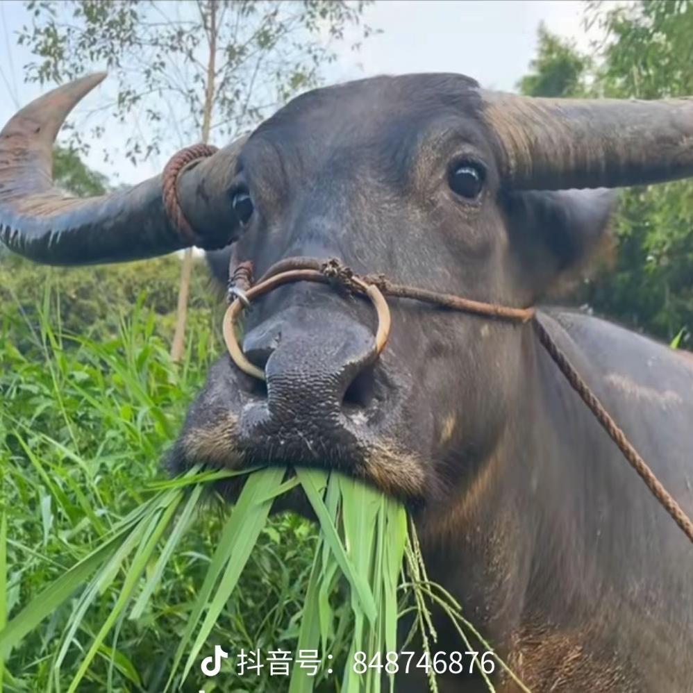 怀根食品