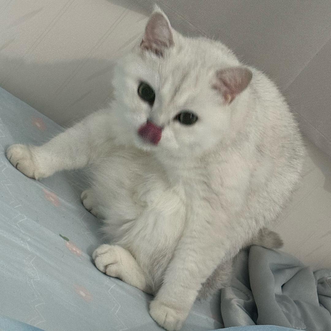 弟弟喵🐱