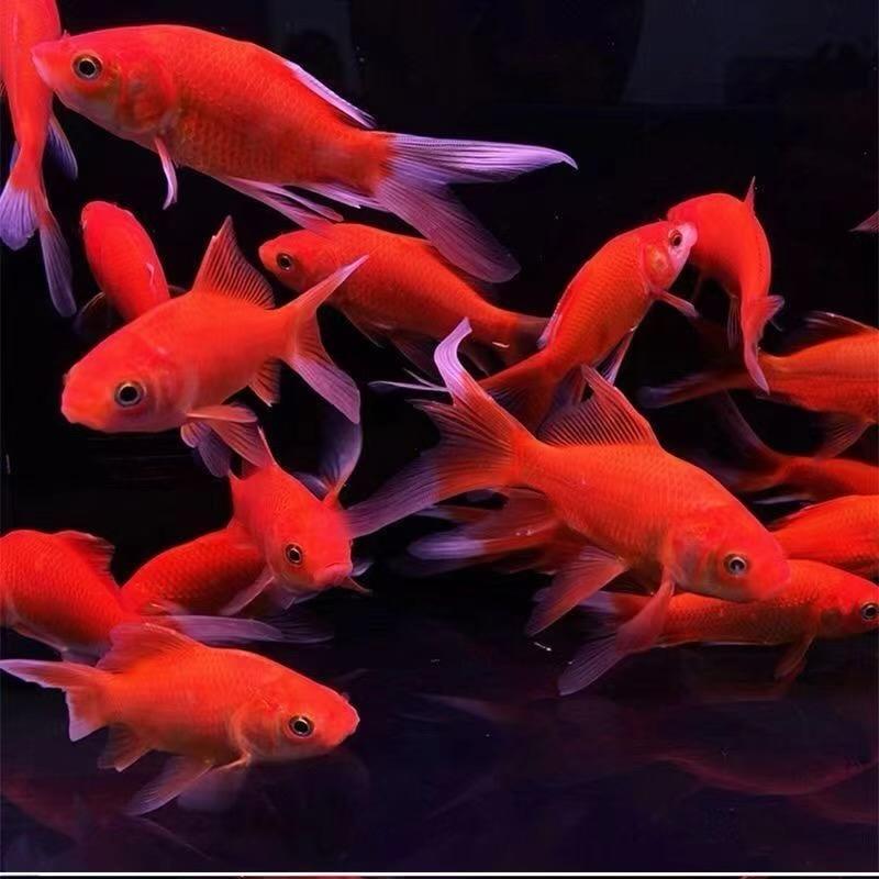 渔儿水族馆