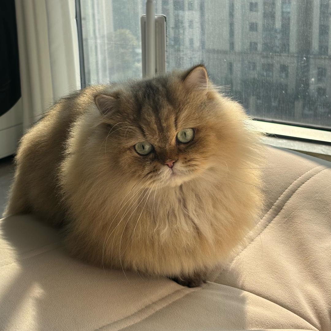 咪咪大王