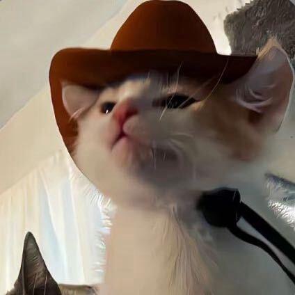 糕冷kt小猫