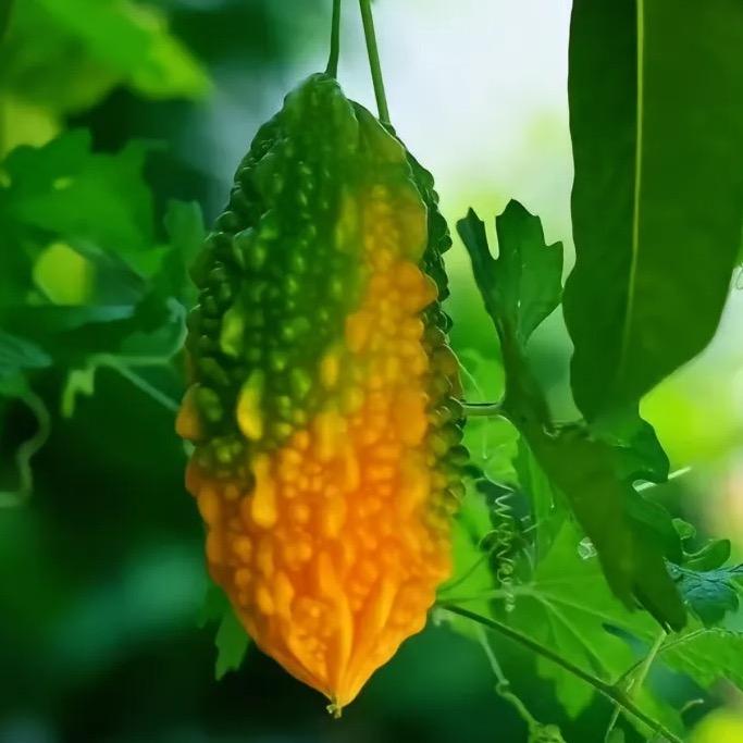 苦瓜桑叶茶