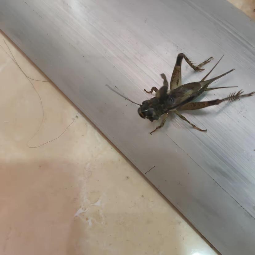 汉中灶鸡子