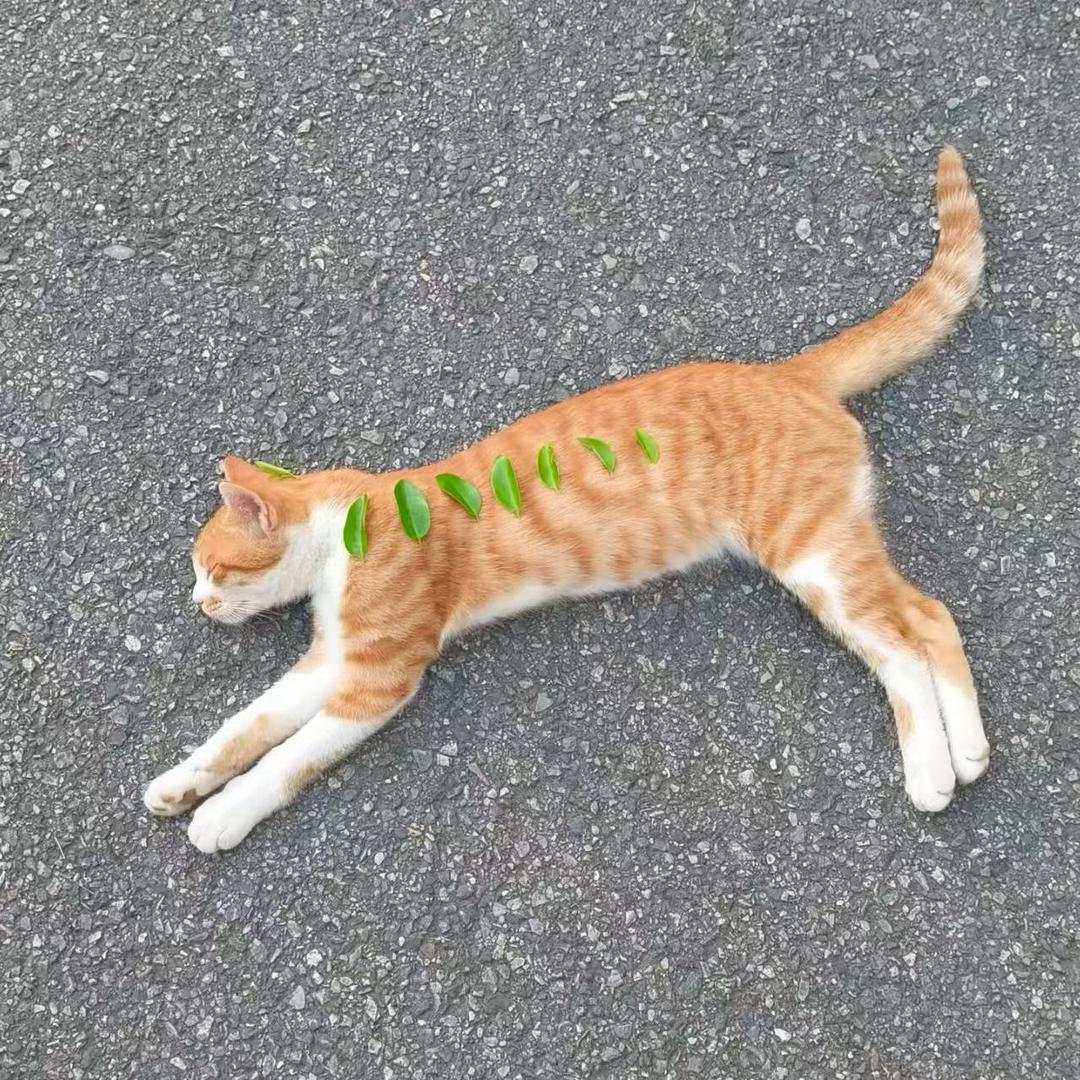 米麻薯