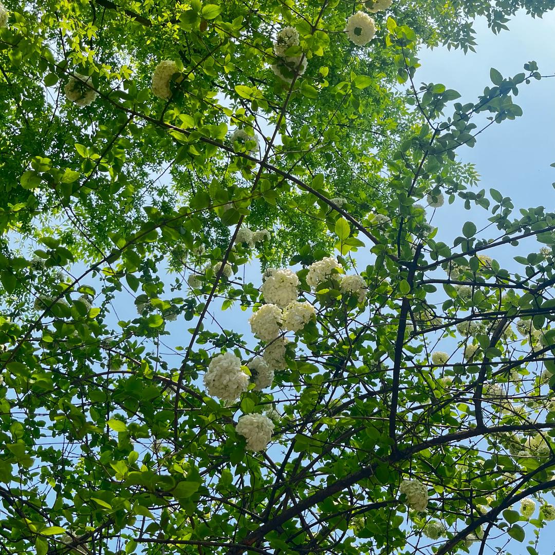 🍀Lily🍀