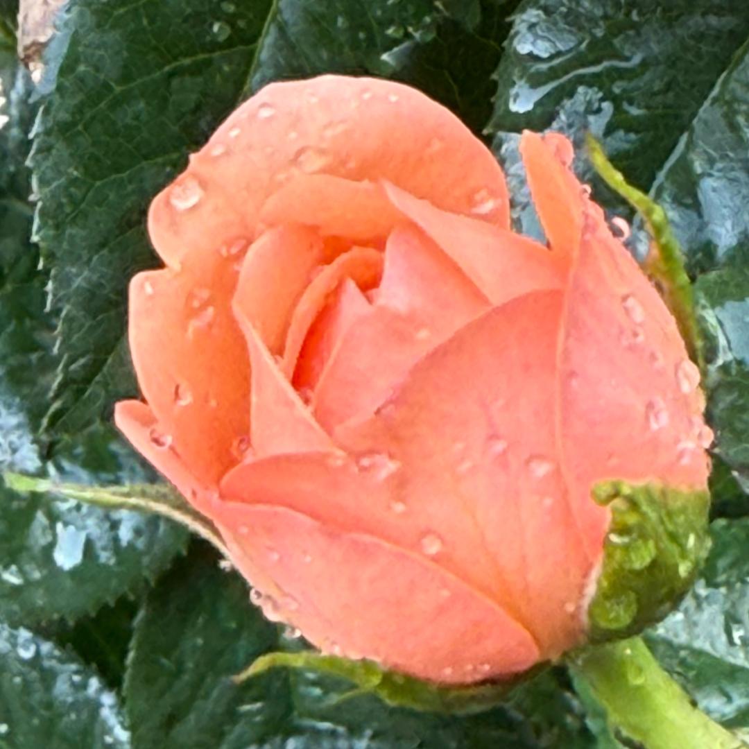 梁三妹🍀，（硅胶）