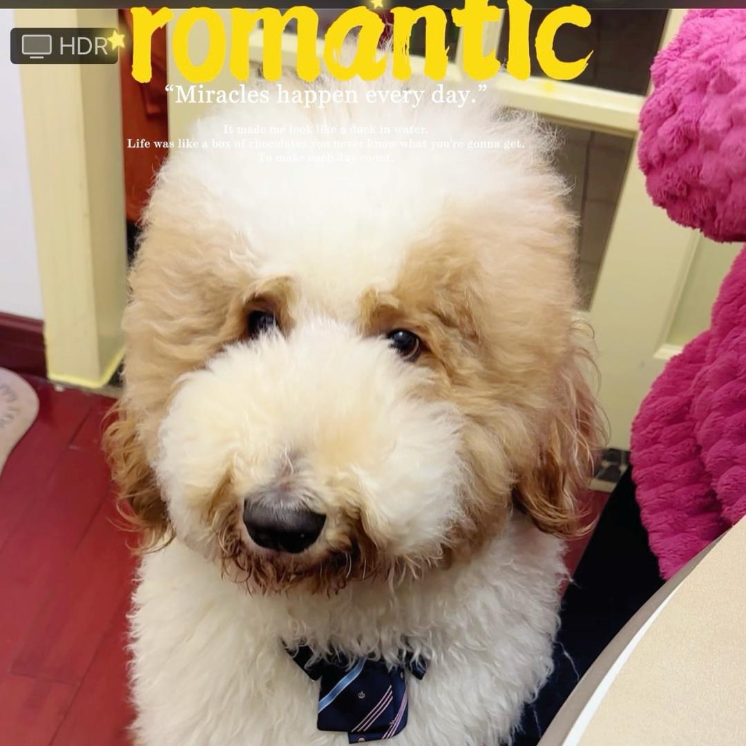 风暴是只巨贵犬