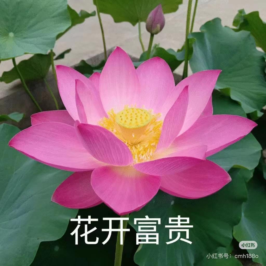 程富贵