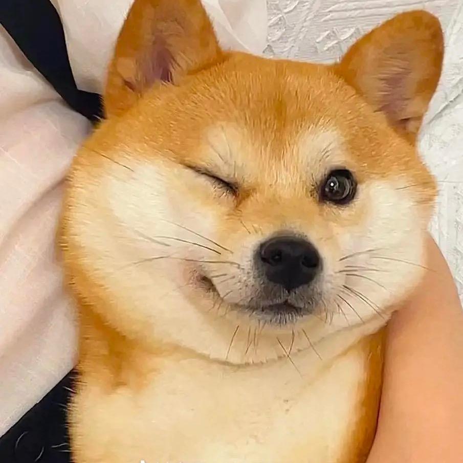 白衣染霜华🍃